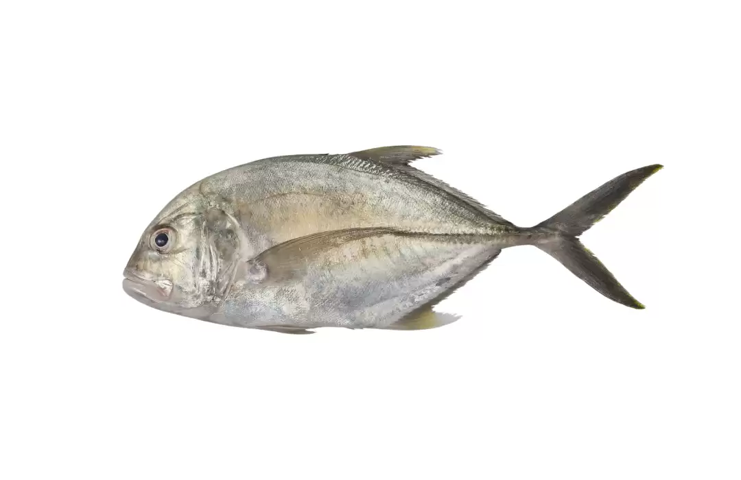 Giant Trevally
