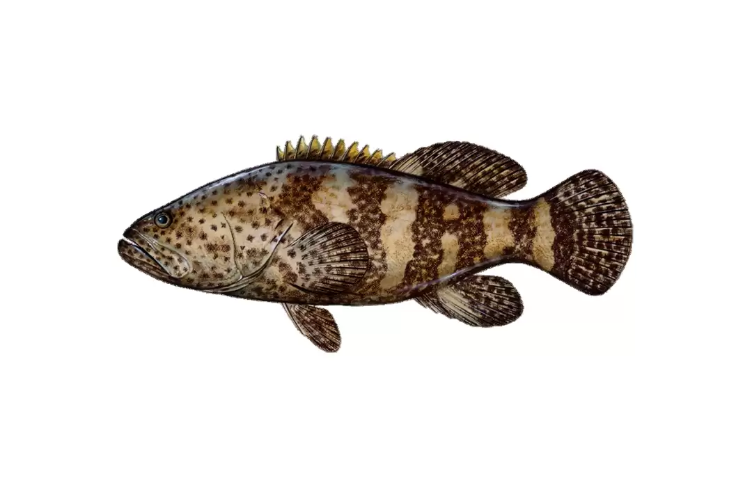 Goliath Grouper
