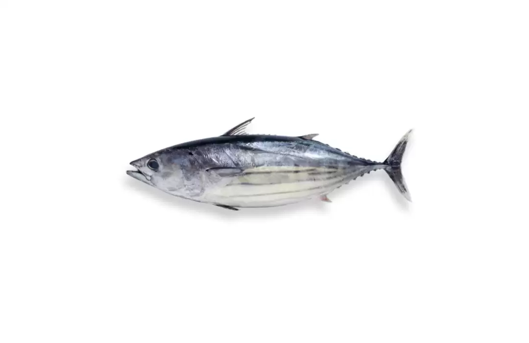 Bonito