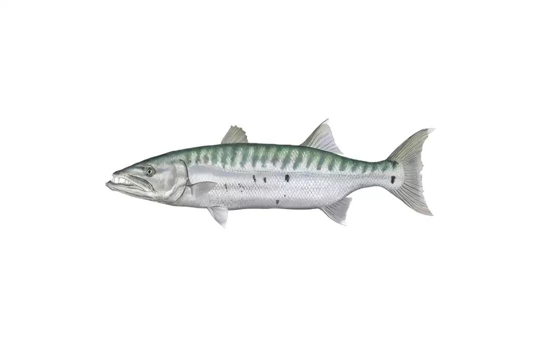 Great Barracuda