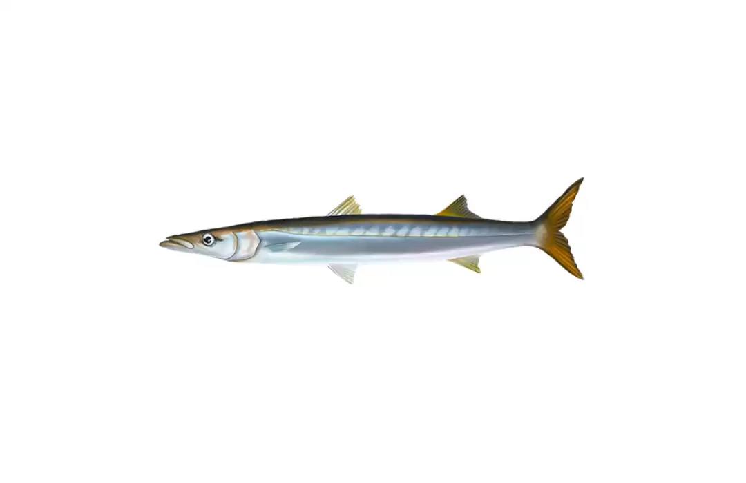 Pacific Barracuda