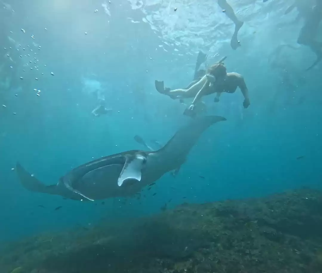 Manta Point Public Tour