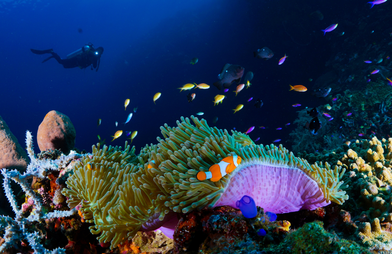 Car Only Nusa Penida Private Snorkeling Tour