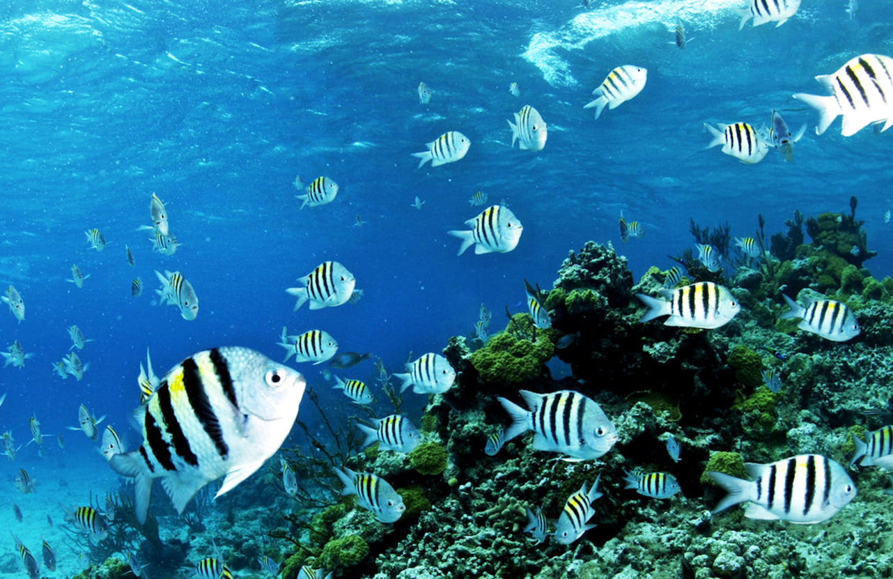 Car Only Nusa Penida Private Snorkeling Tour