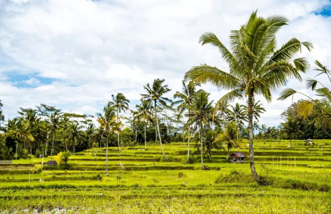 Mancingan Rice Field 