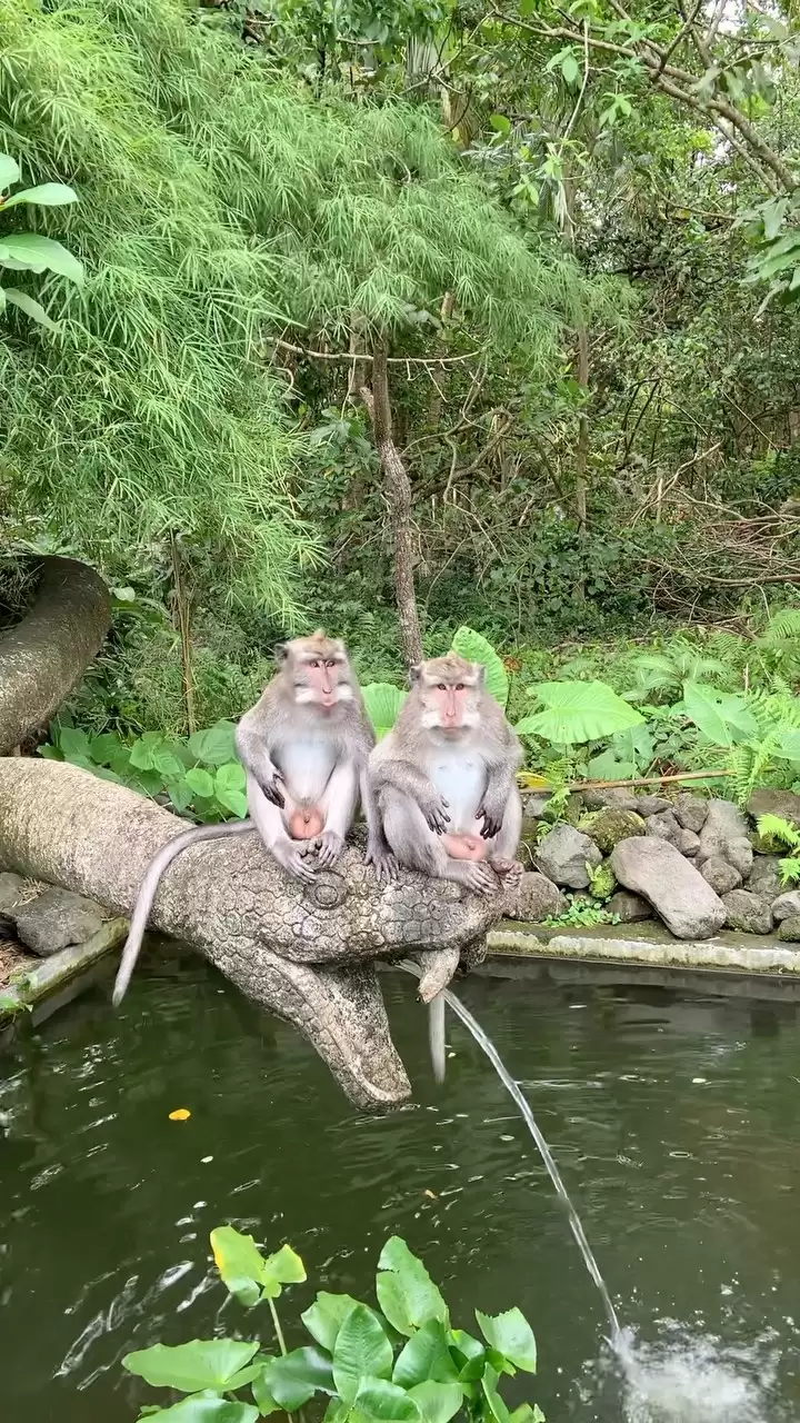 Quad Bike + Monkey Forest + Coffee Plantation 