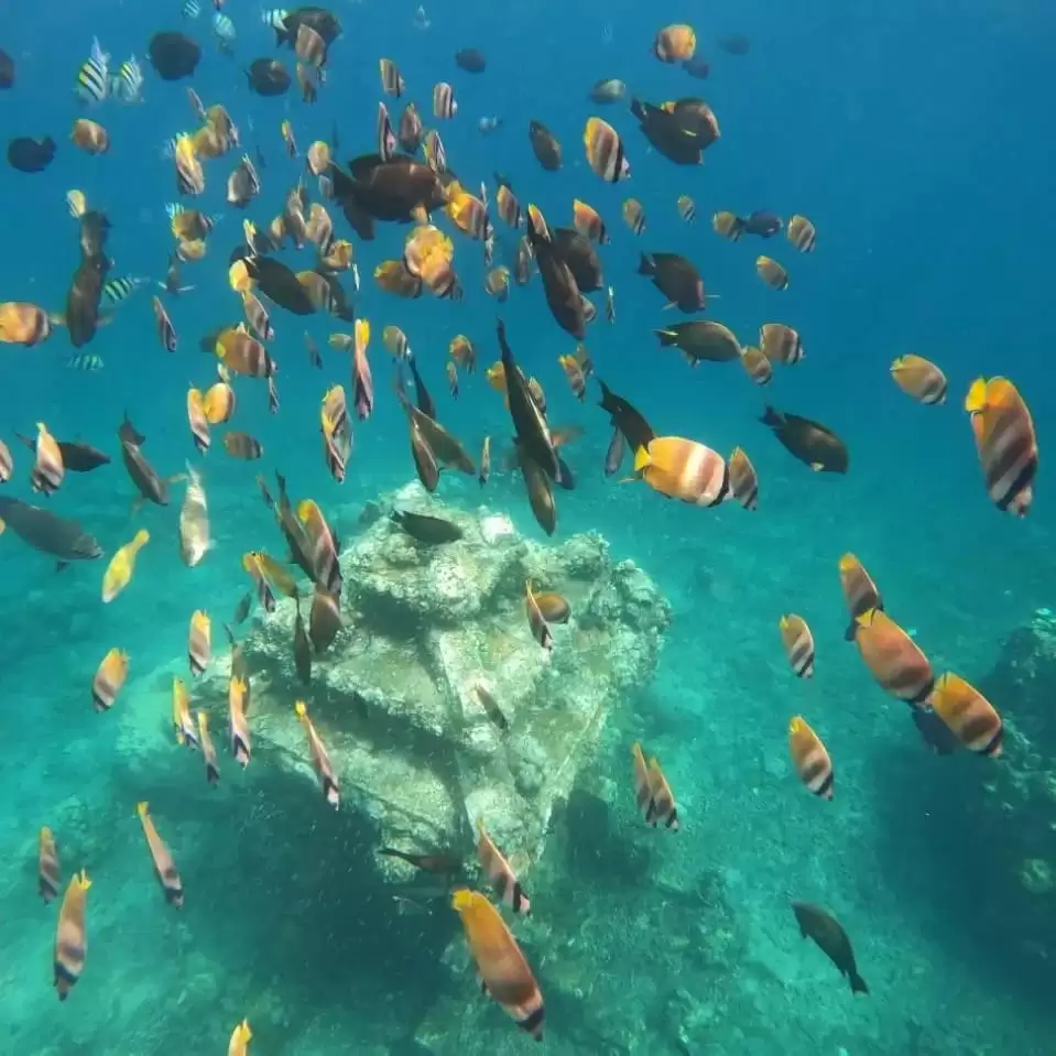 Snorkeling & Sunset Tour Packages