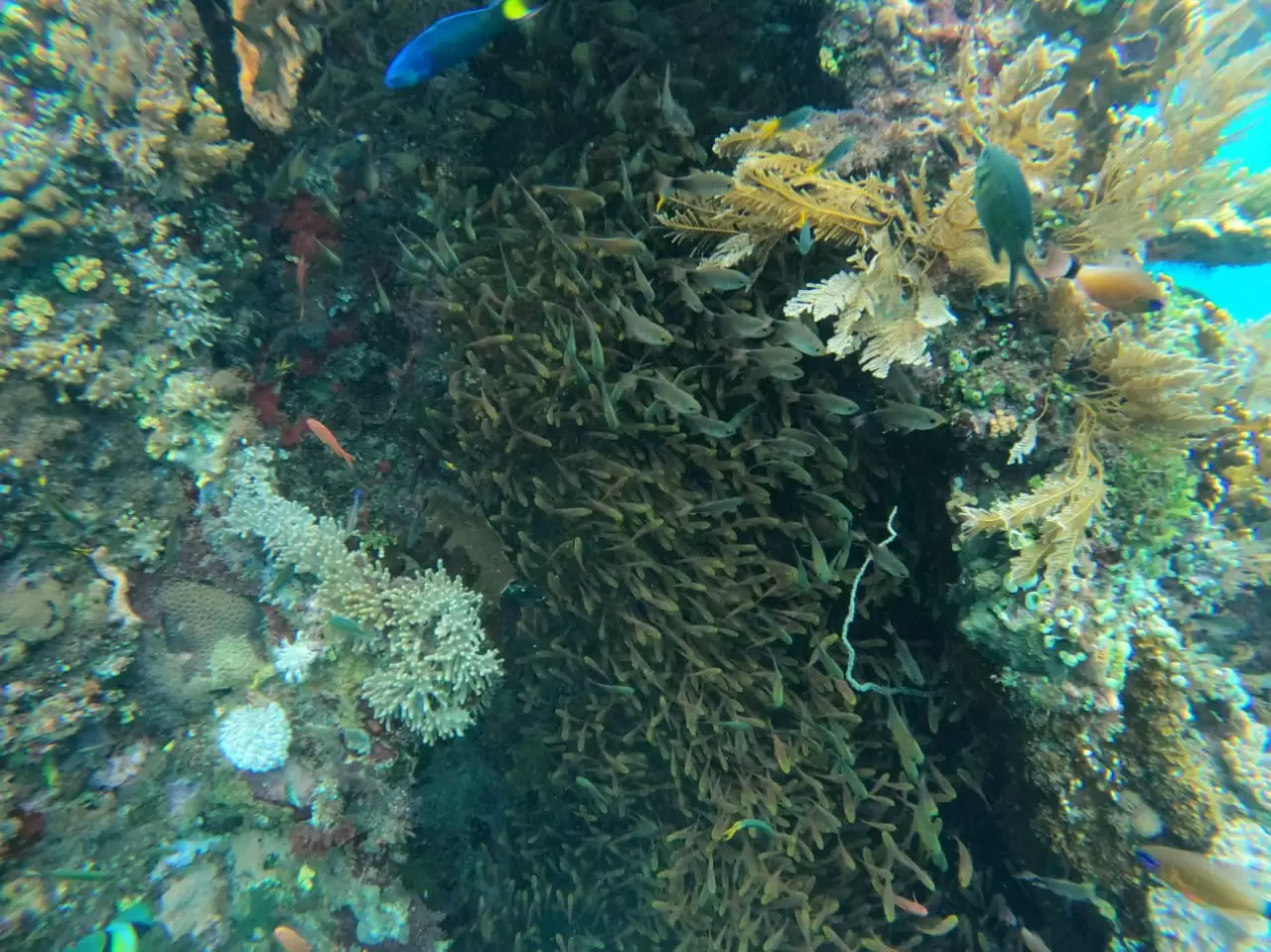 Snorkeling Tour Packages 1