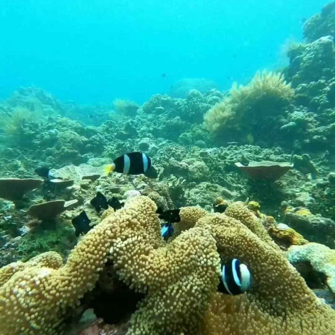 Snorkeling Tour Packages 1