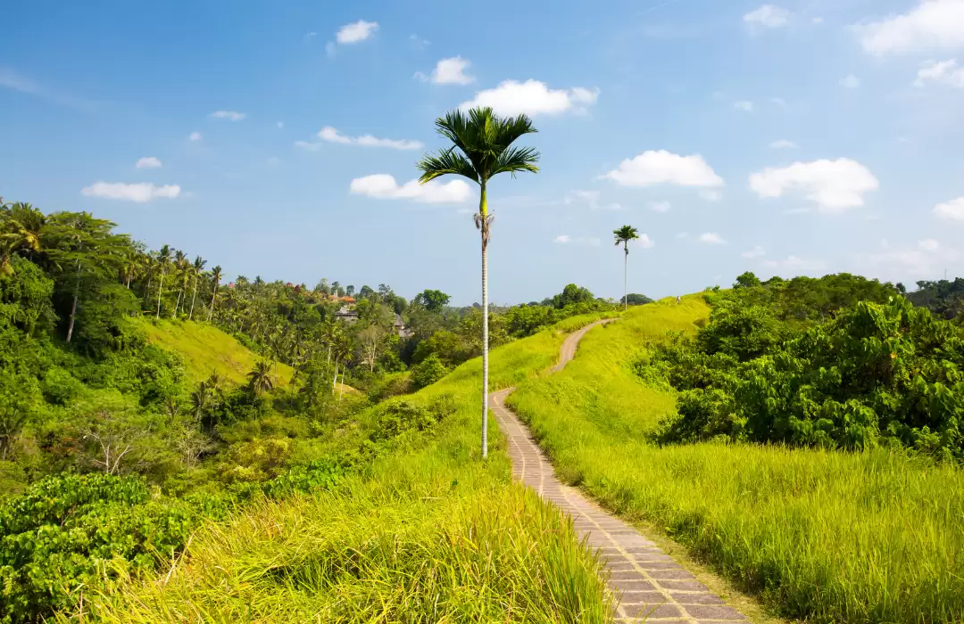 Bukit Campuhan (Campuhan Ridge Walk)