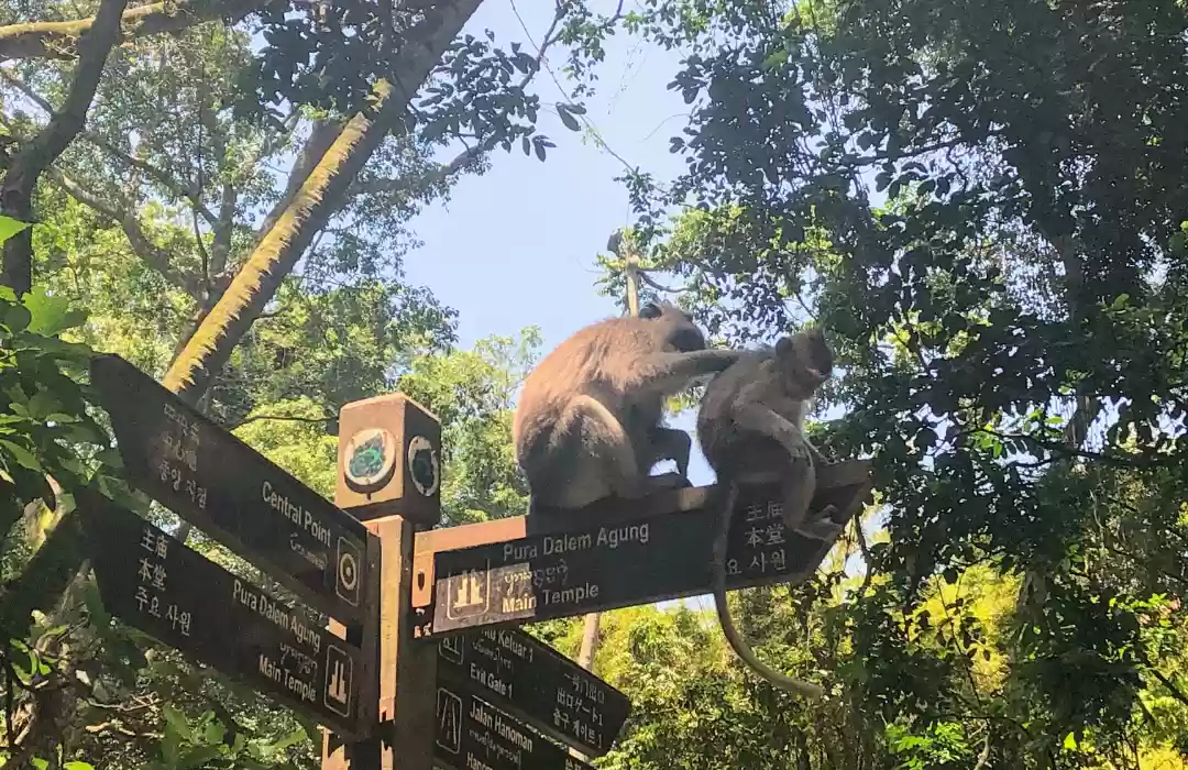 Hutan Kera Suci Ubud (Ubud Monkey Forest)