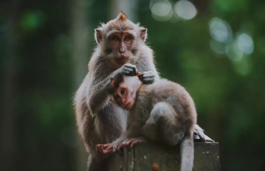 Ubud - Pusat Seni dan Budaya Bali