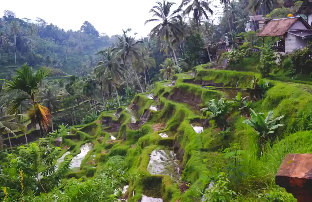 Tegalalang Rice Terrace
