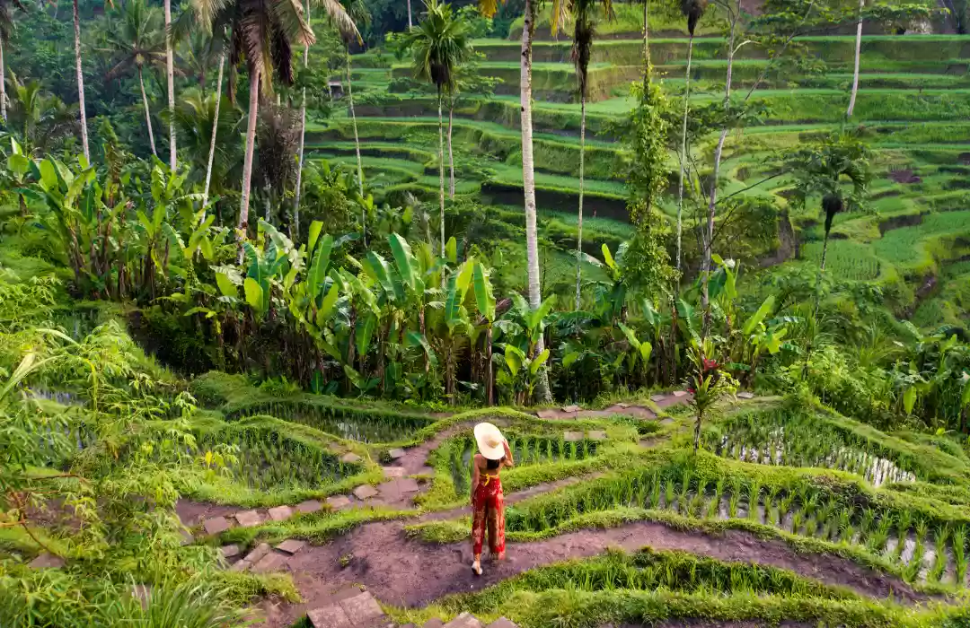 Tegalalang Rice Terraces – Morning Glow in Ubud