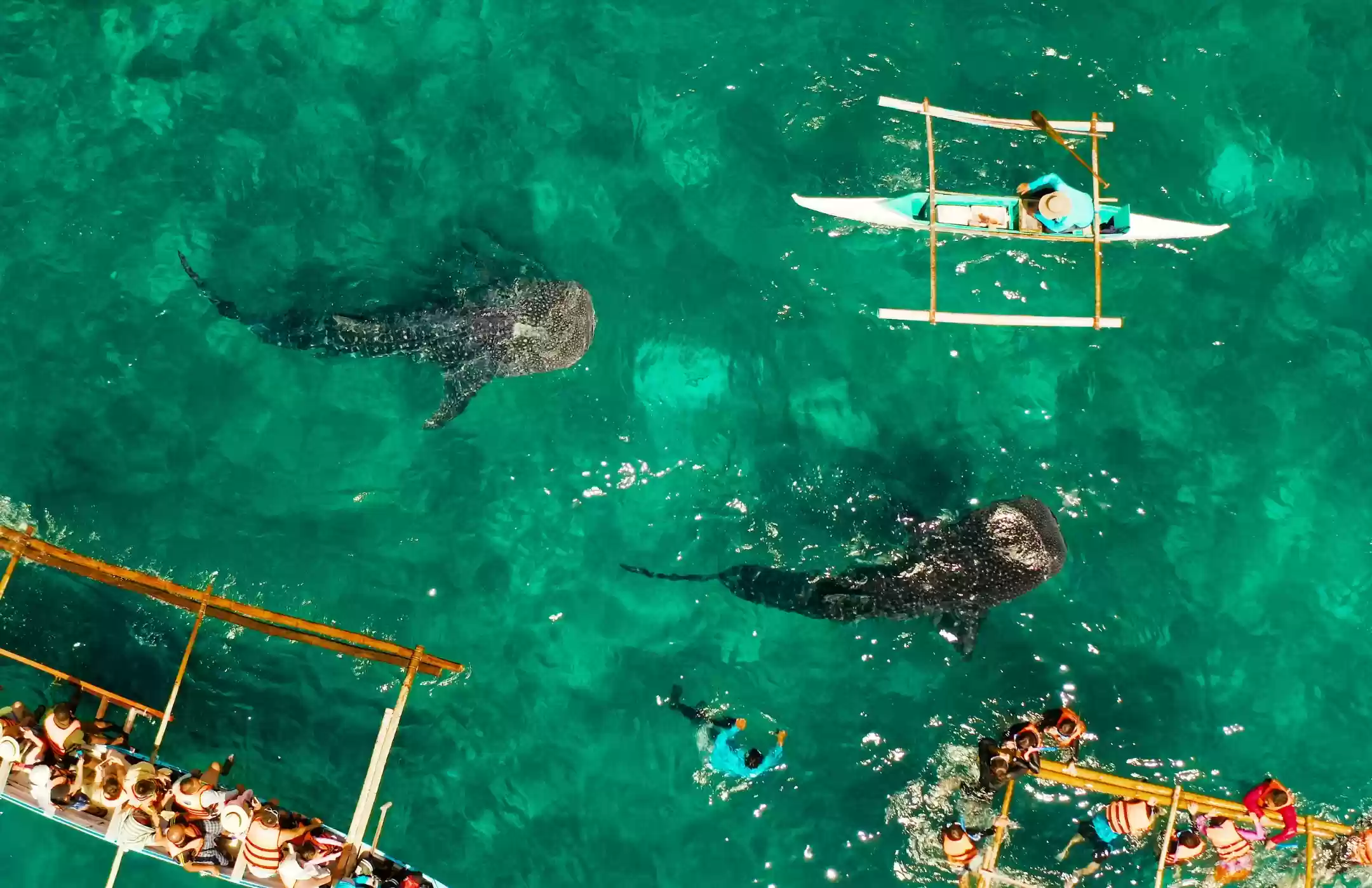Open Trip Whale Shark Pulau Sumbawa