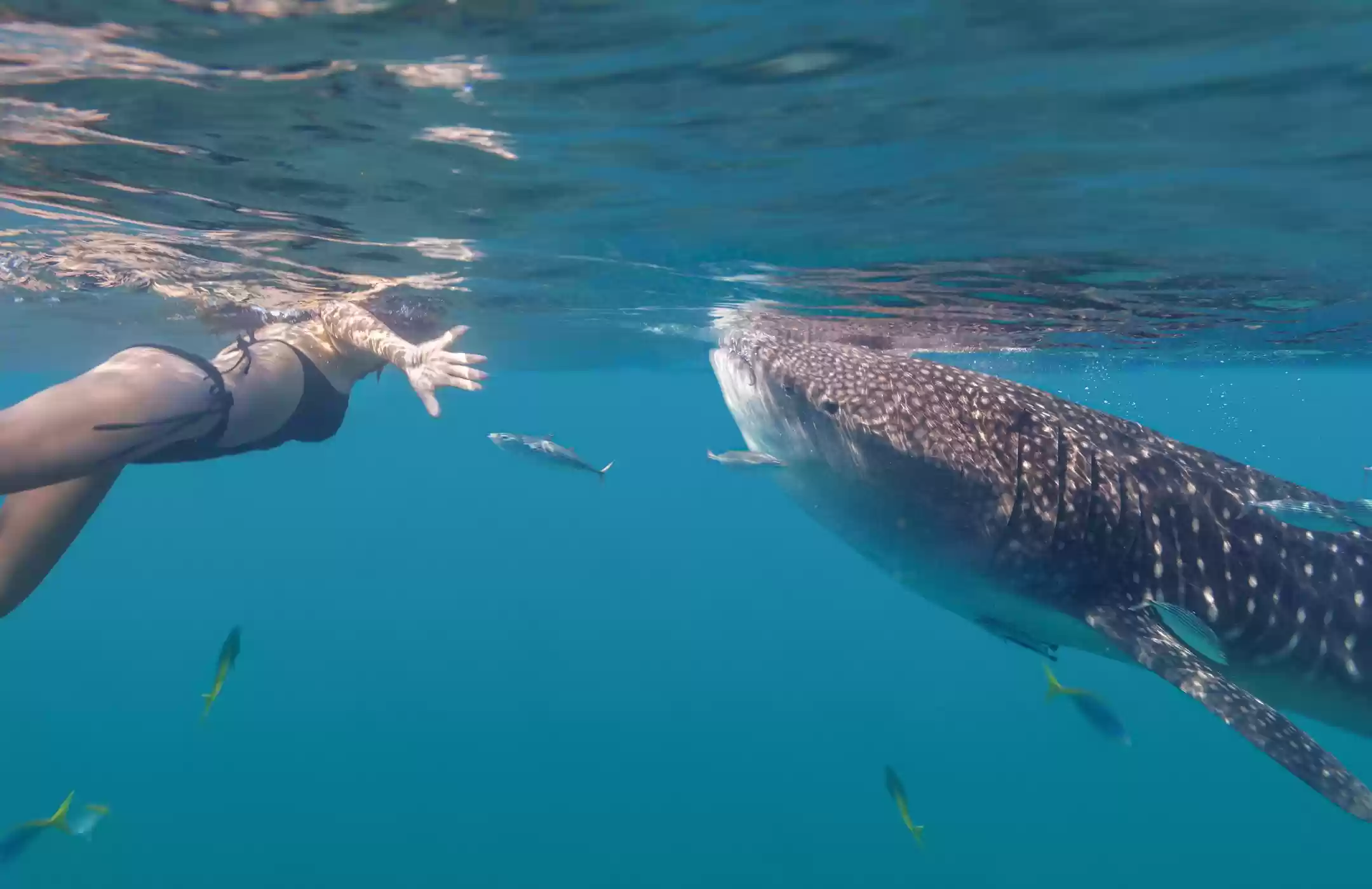 Open Trip Whale Shark Pulau Sumbawa