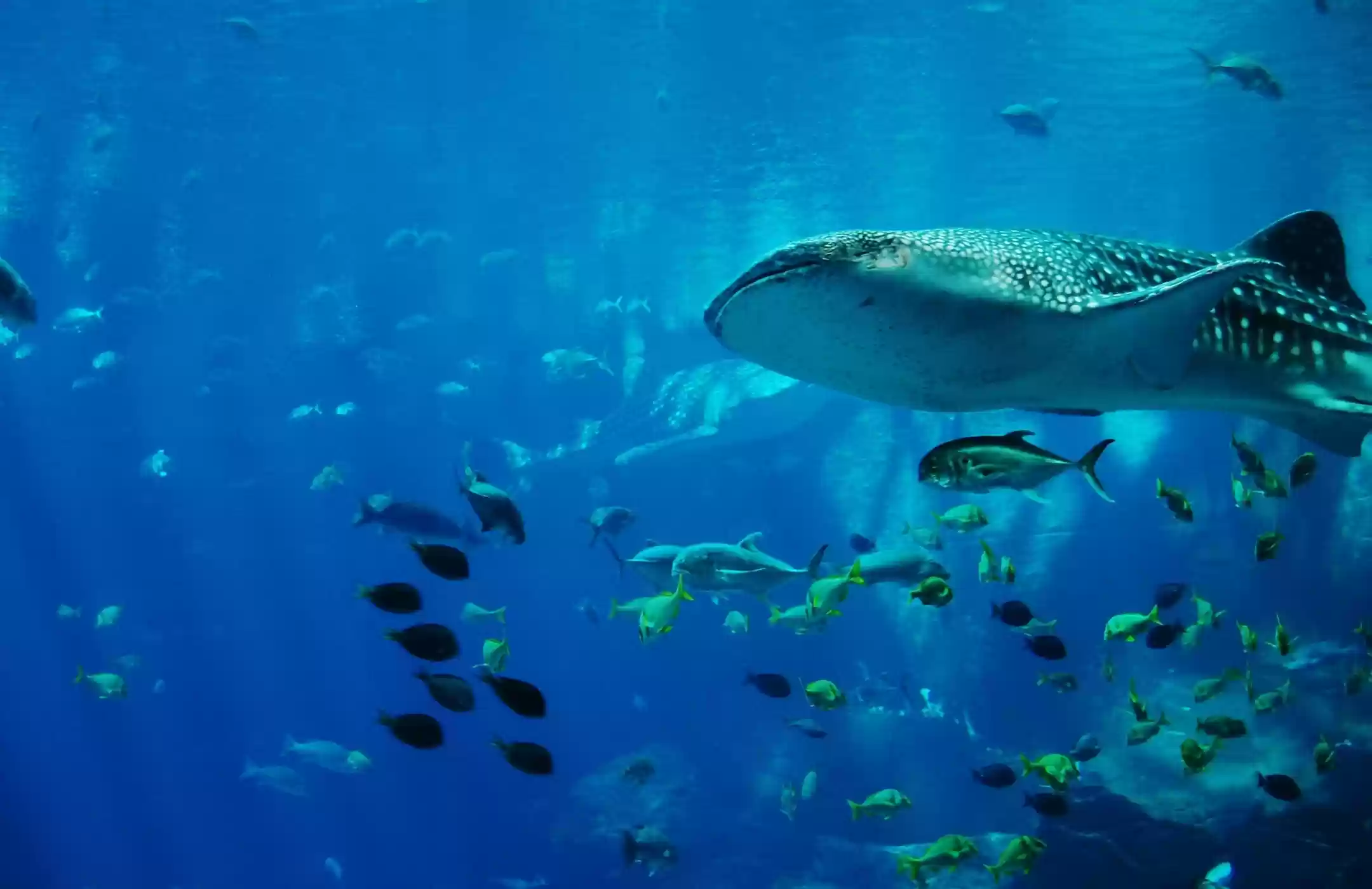 Open Trip Whale Shark Pulau Sumbawa