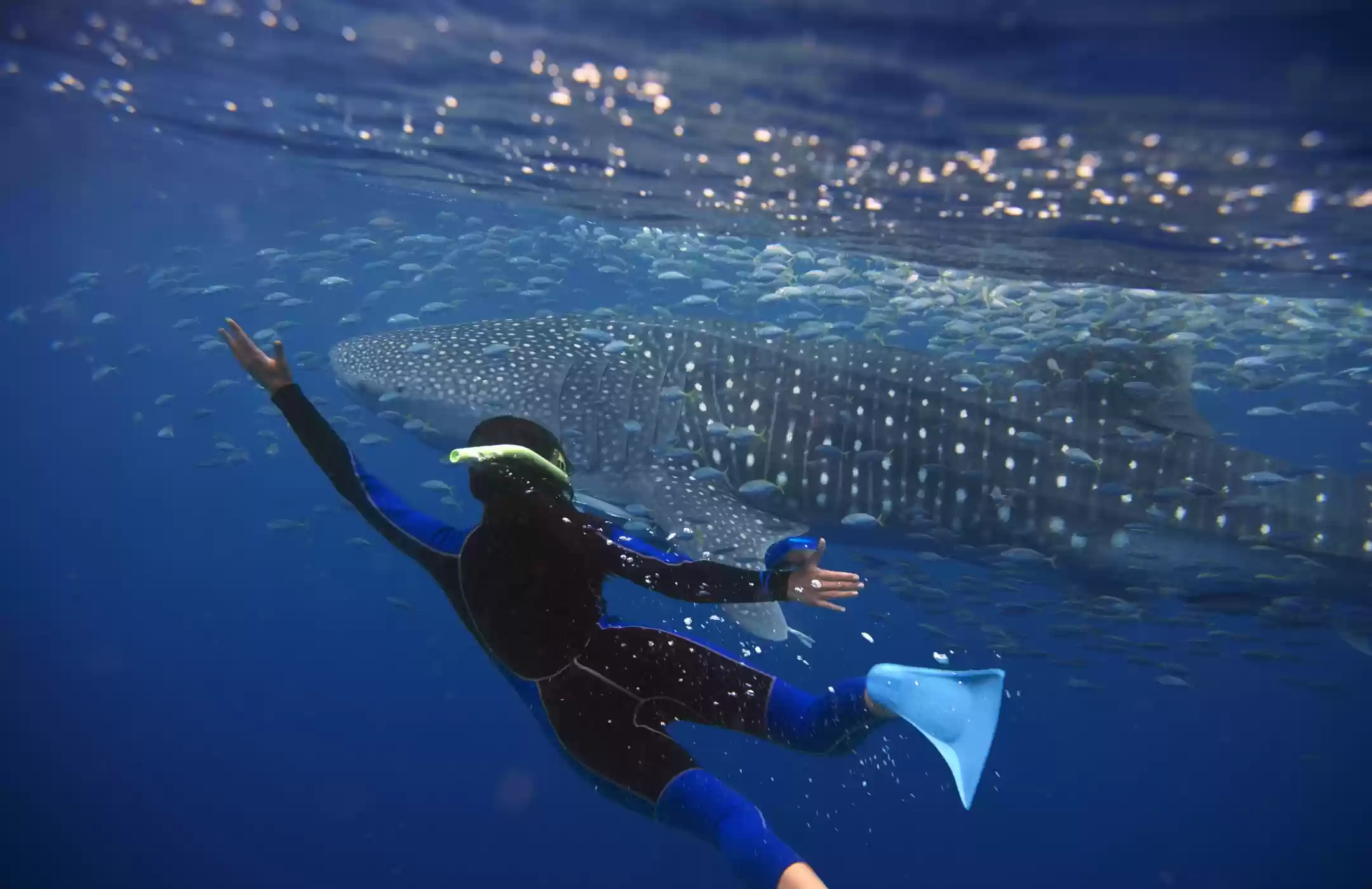 Open Trip Whale Shark Pulau Sumbawa