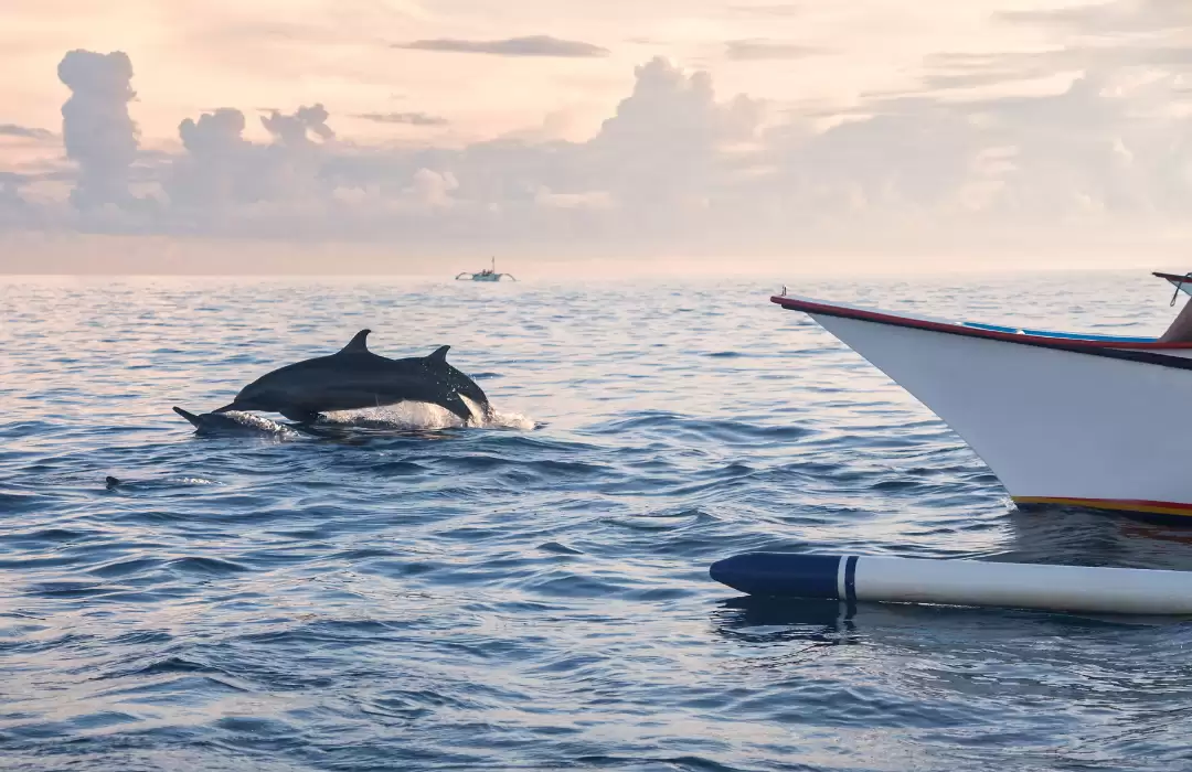 Go Dolphin Watching in Lovina