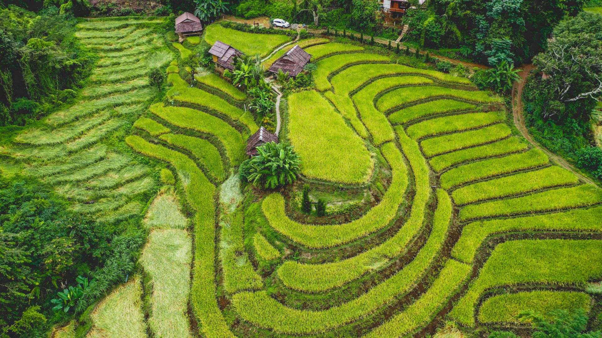 Tegalalang Rice Terrace