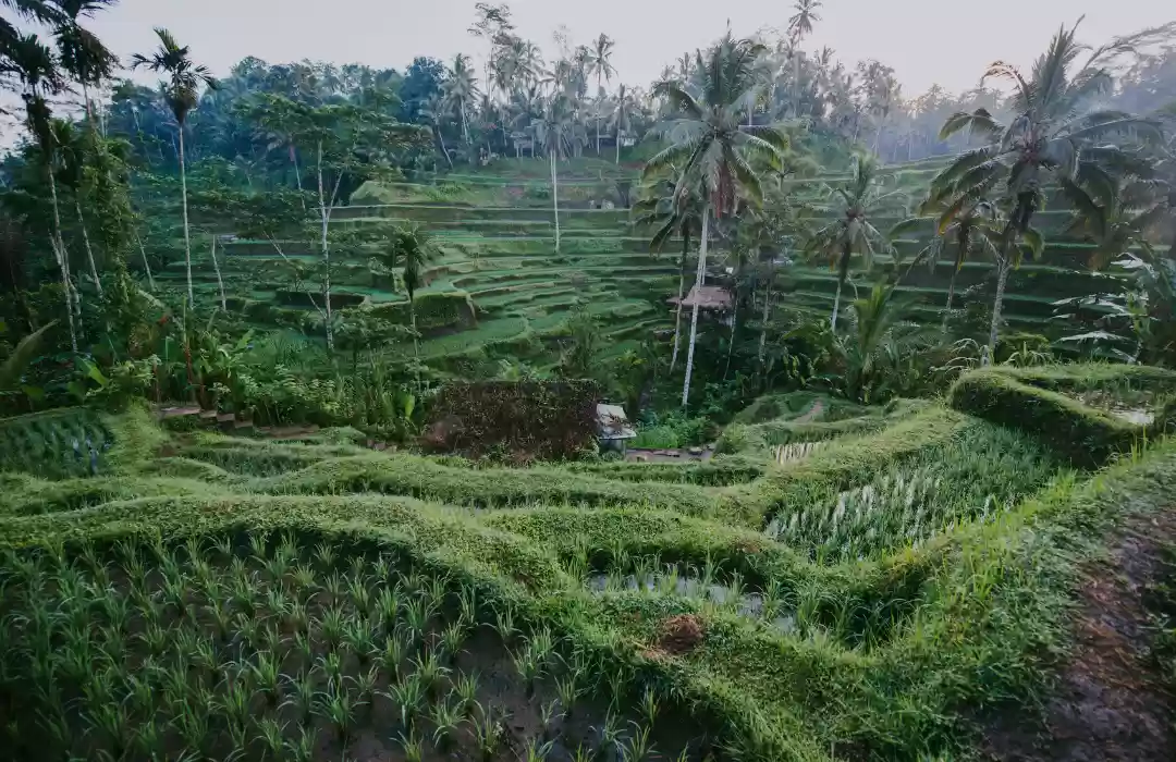 Day 3: Adventure and Serenity in Ubud