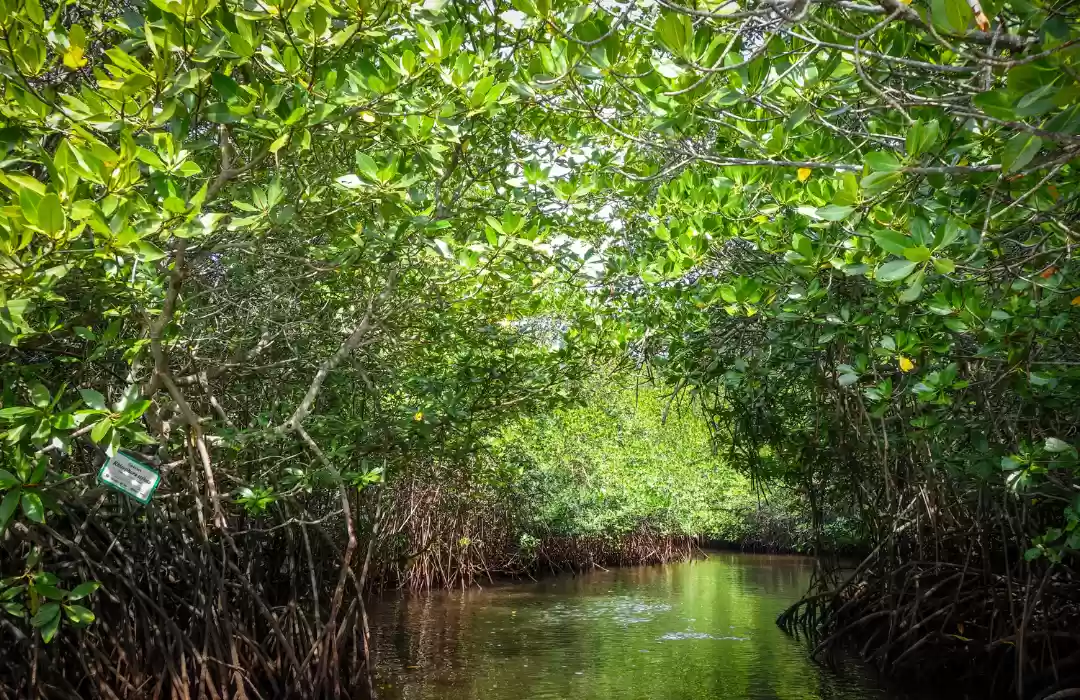 Wisata Alam di Hutan Mangrove