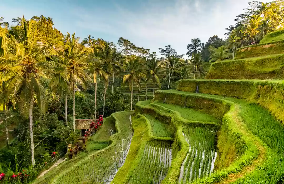 Tegallalang Rice Terrace - Ubud