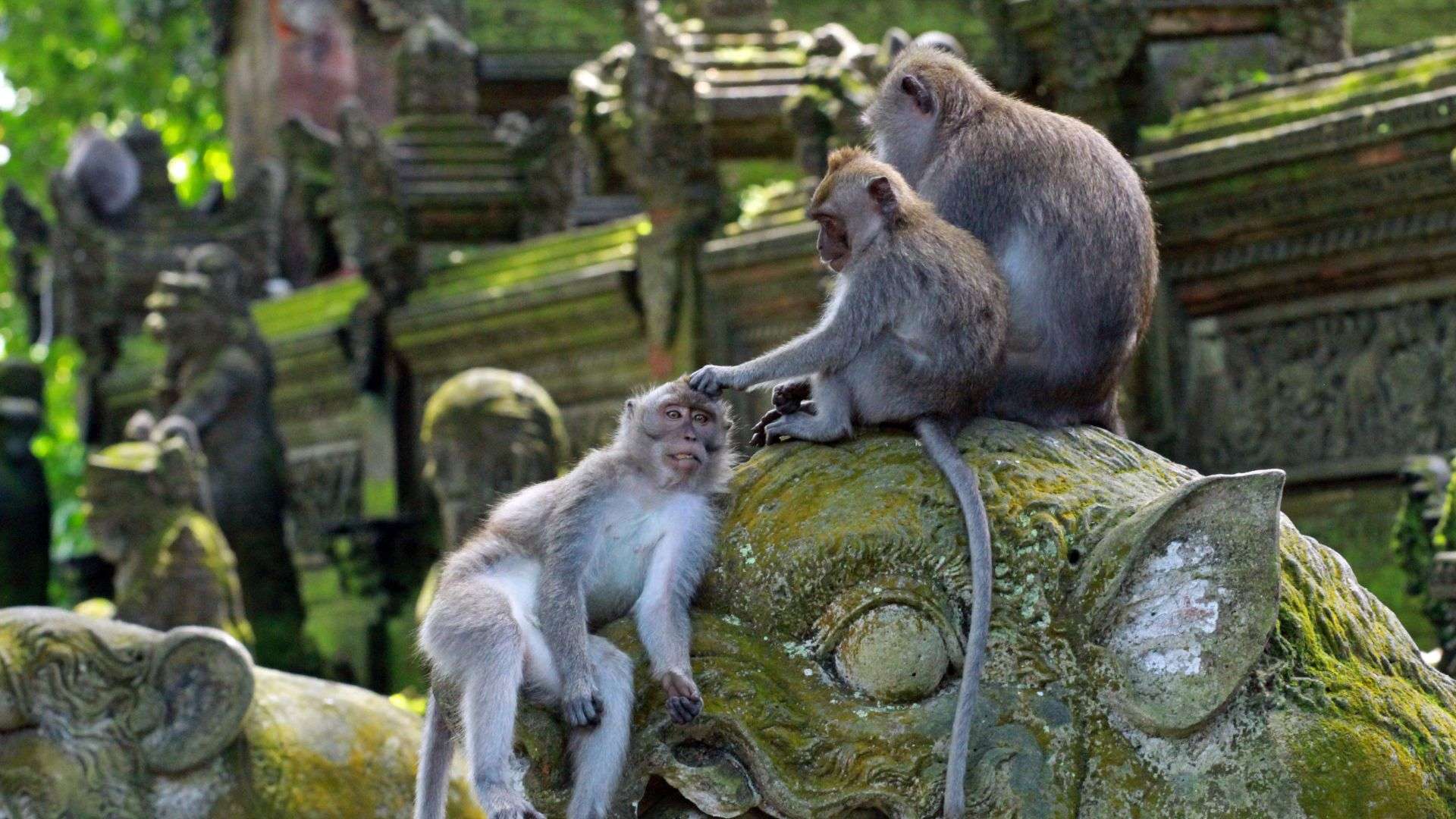 Monkey Forest