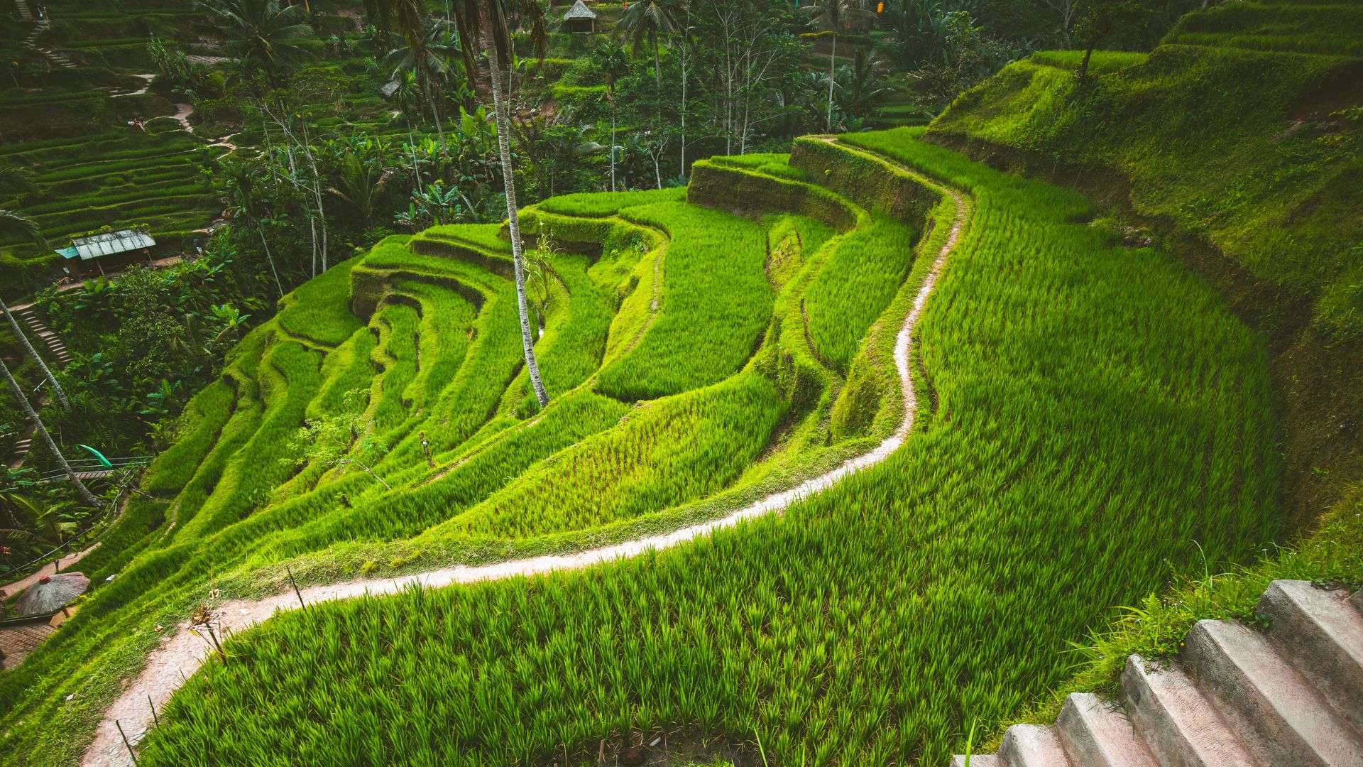 Tegalalang Rice Terraces