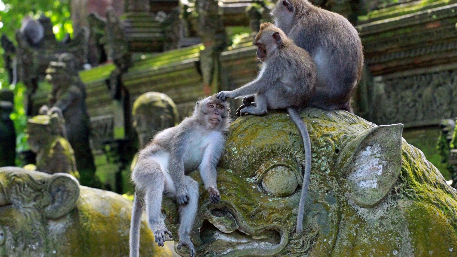 Ubud Monkey Forest