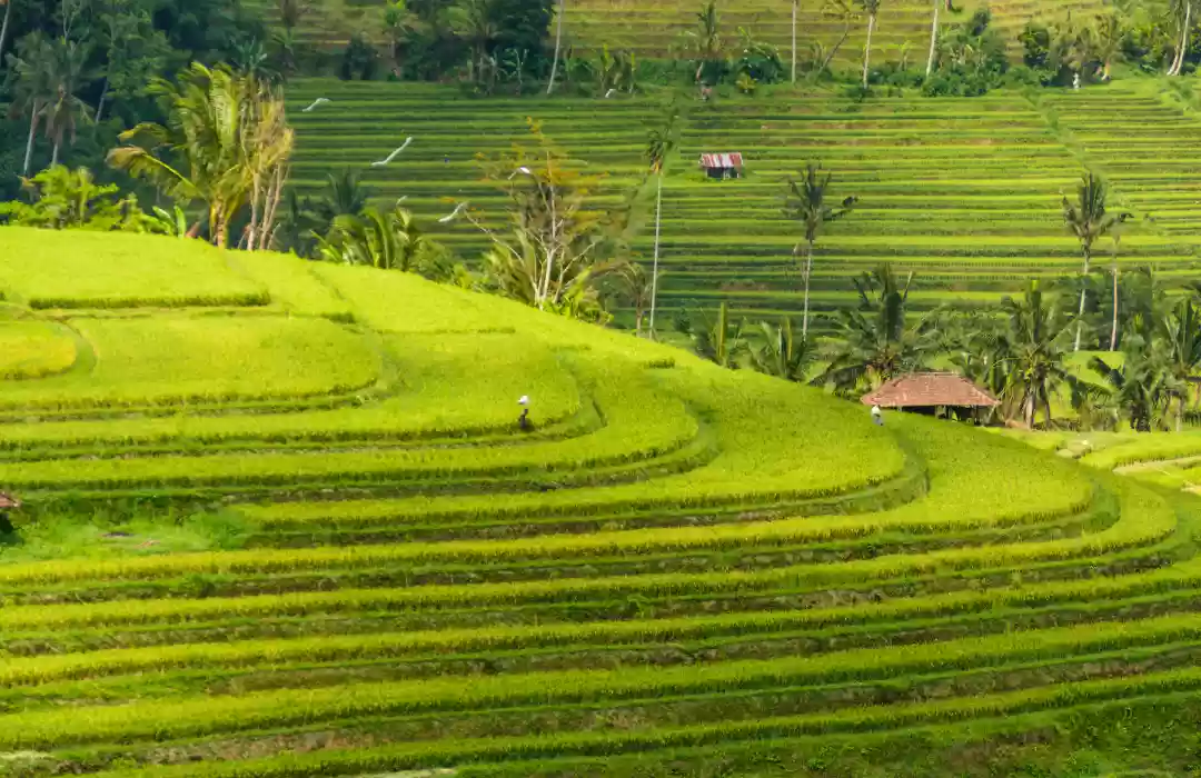 Trek Through Bali’s Lush Rice Terraces
