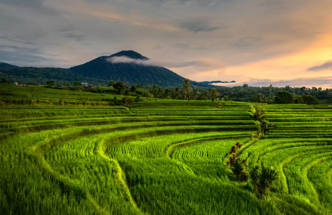 Desa Jatiluwih - Tabanan
