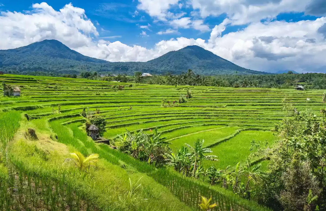 Explore the Hidden Trails of Jatiluwih Rice Terraces