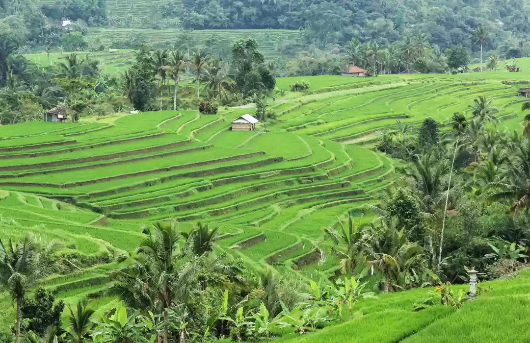 Desa Jatiluwih - Pemandangan Sawah Terasering yang Menawan