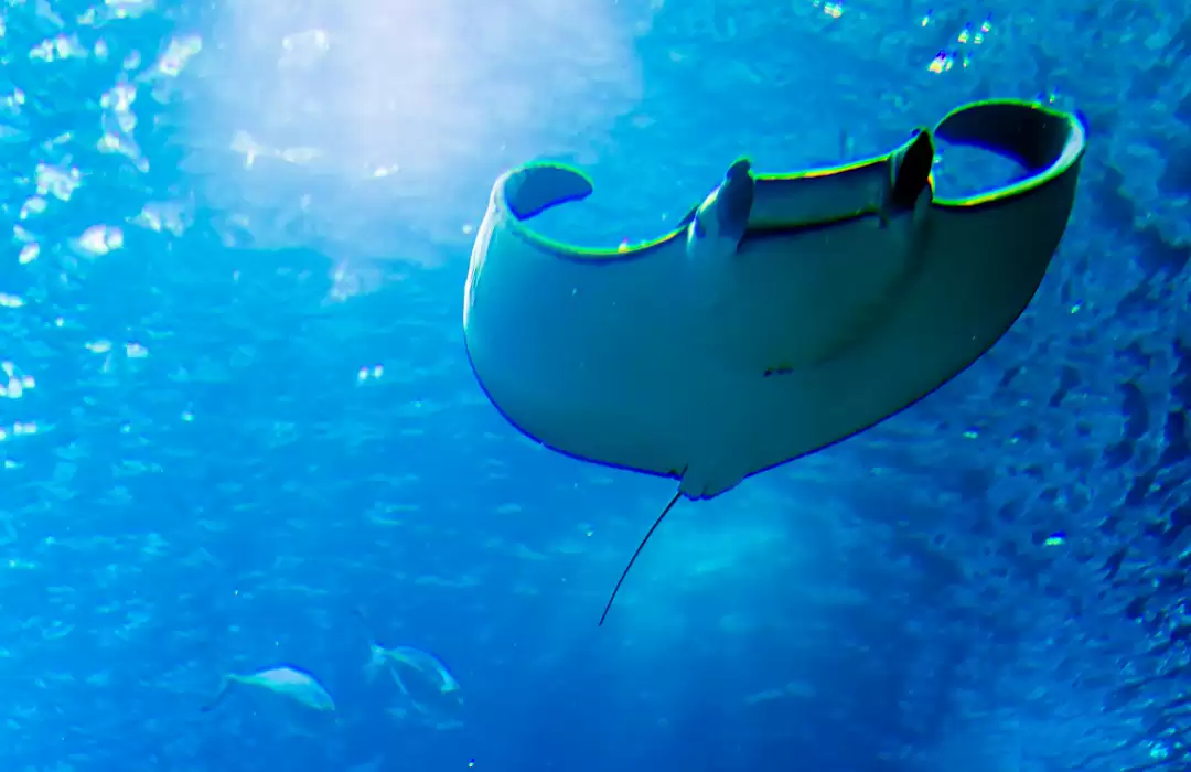 Nusa Penida: Swim with Majestic Manta Rays