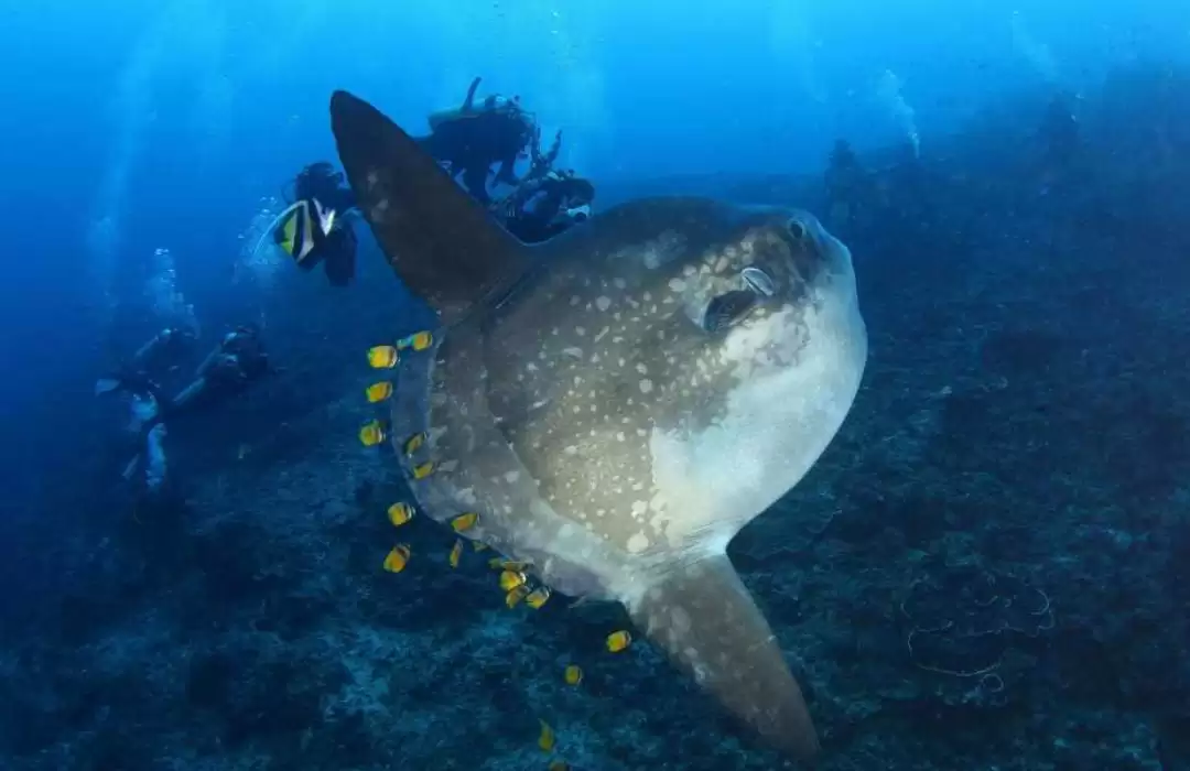 Crystal Bay: Home of the Majestic Mola-Mola