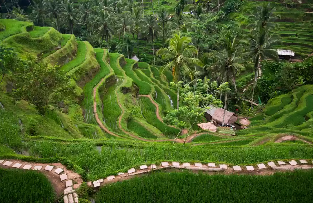 Embrace the Lush Greenery