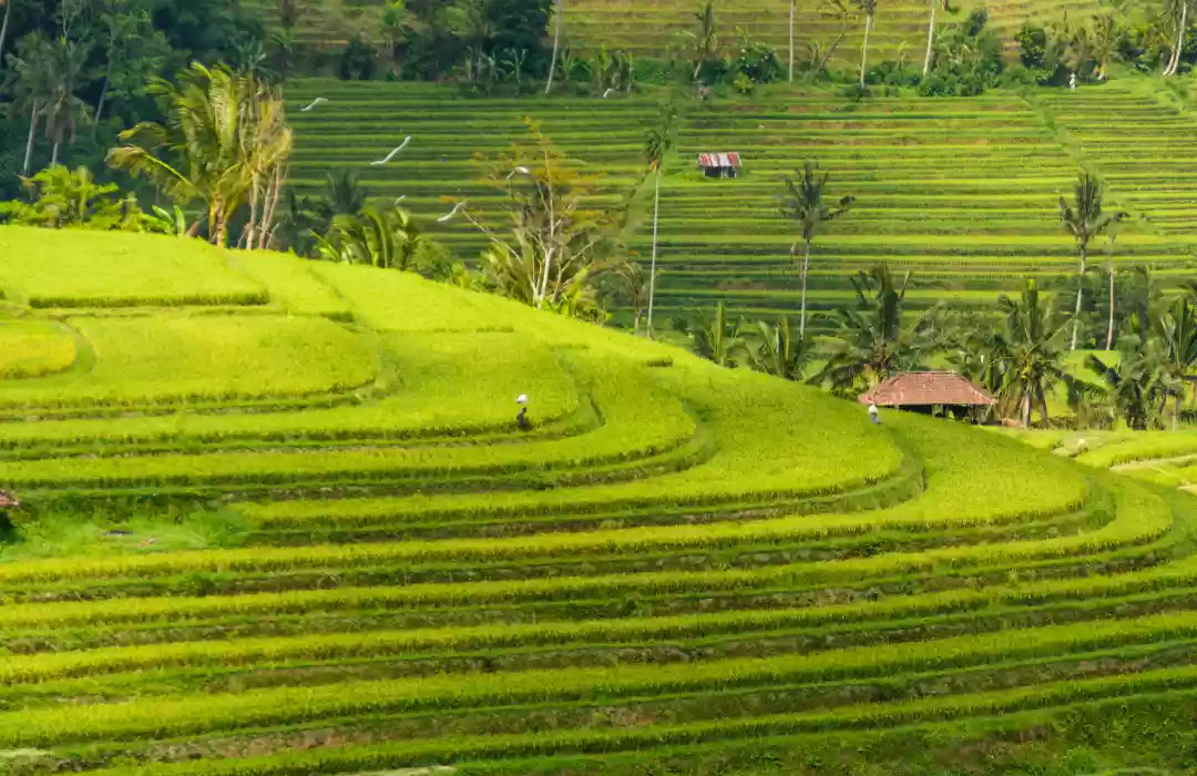 Menyewa Mobil untuk Wisata Santai