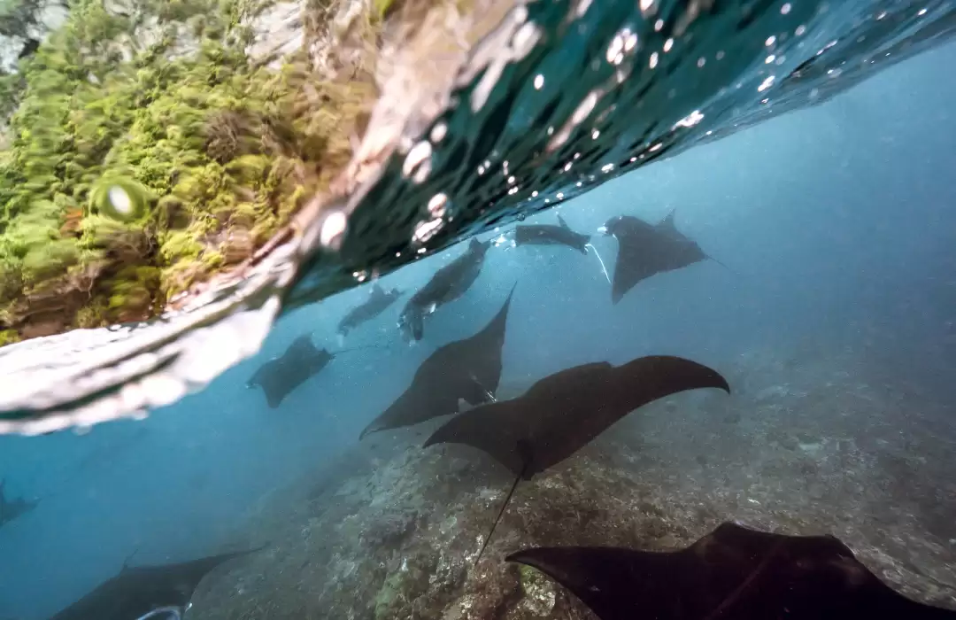  Go Snorkeling or Diving in Nusa Penida
