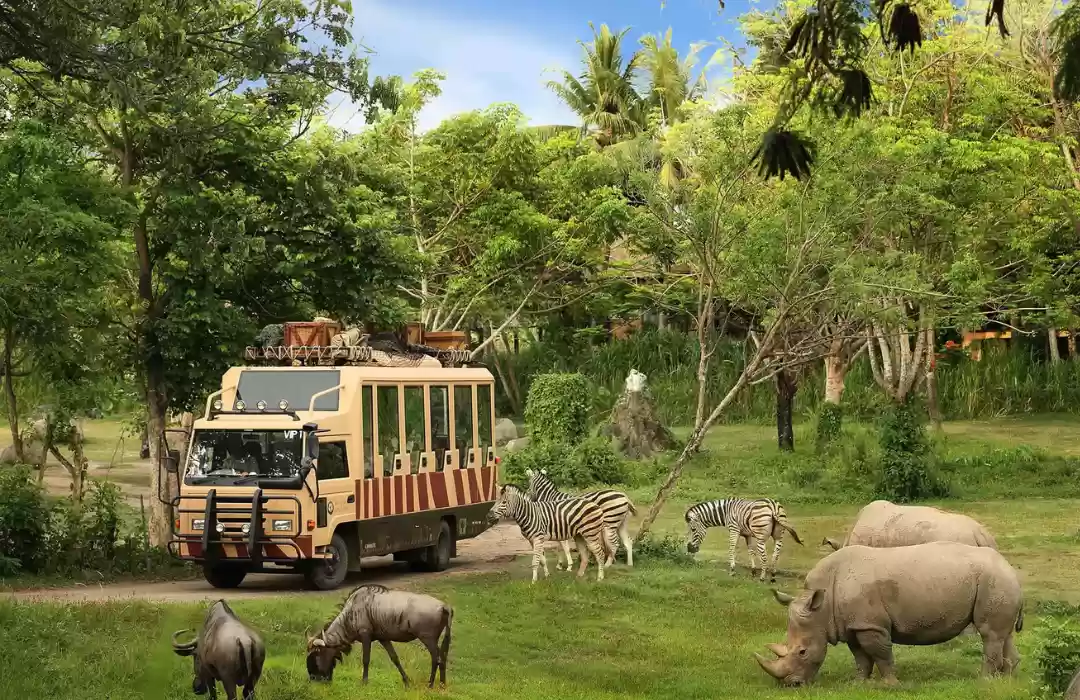 Visit Bali Safari and Marine Park for a Wild Celebration