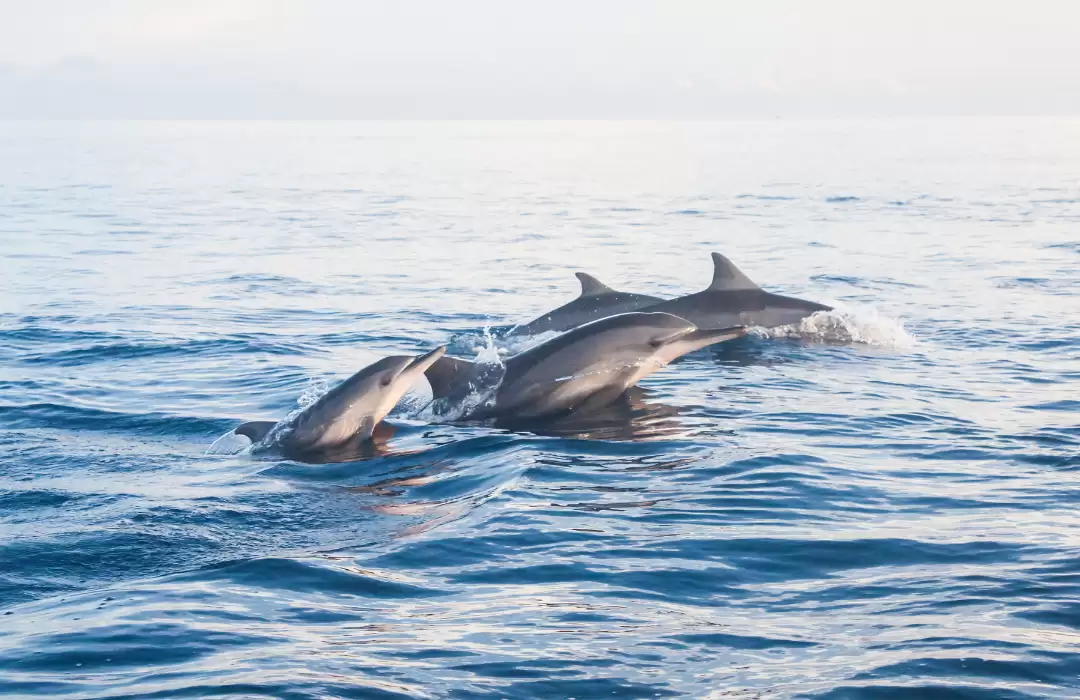 Lovina Beach: Tranquility and Dolphins
