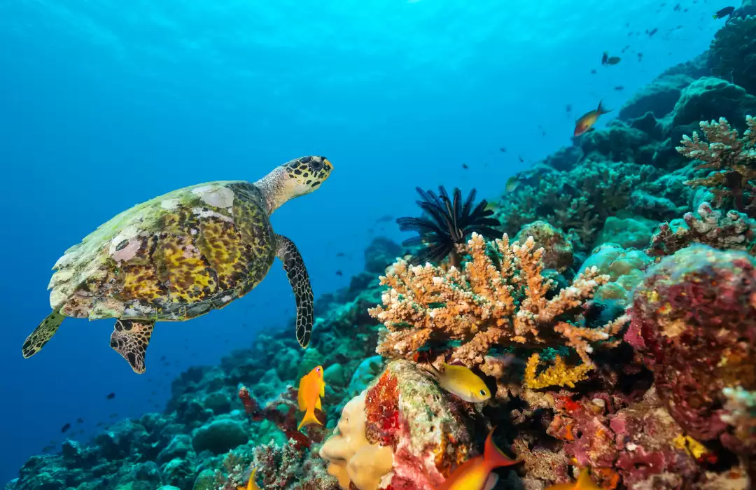 Participate in Coral Reef Conservation