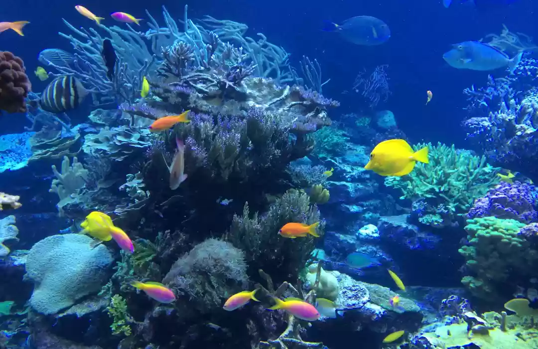 Snorkeling and Diving at Nusa Penida