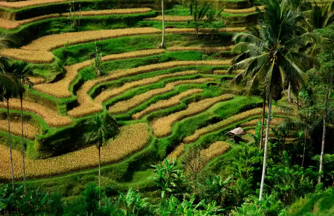 Tegalalang Rice Terrace: A Scenic Masterpiece