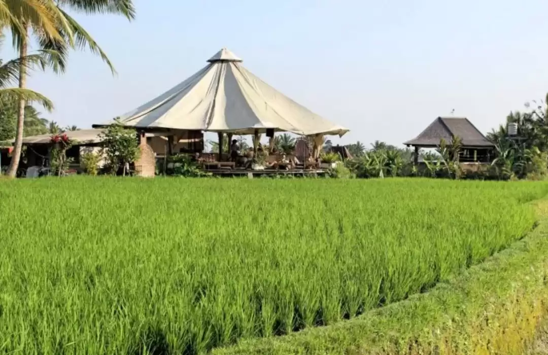 Sari Organik Walk: A Journey Through Nature