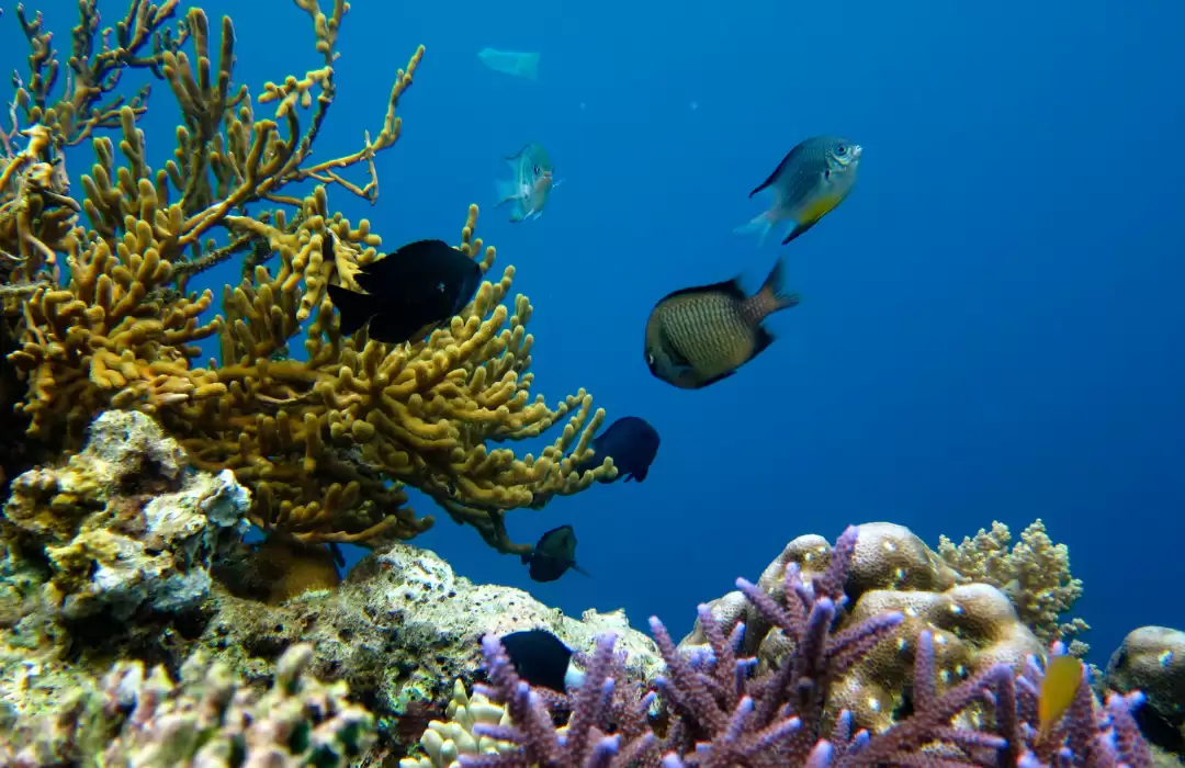 Dive into the Marine Wonders of Menjangan Island