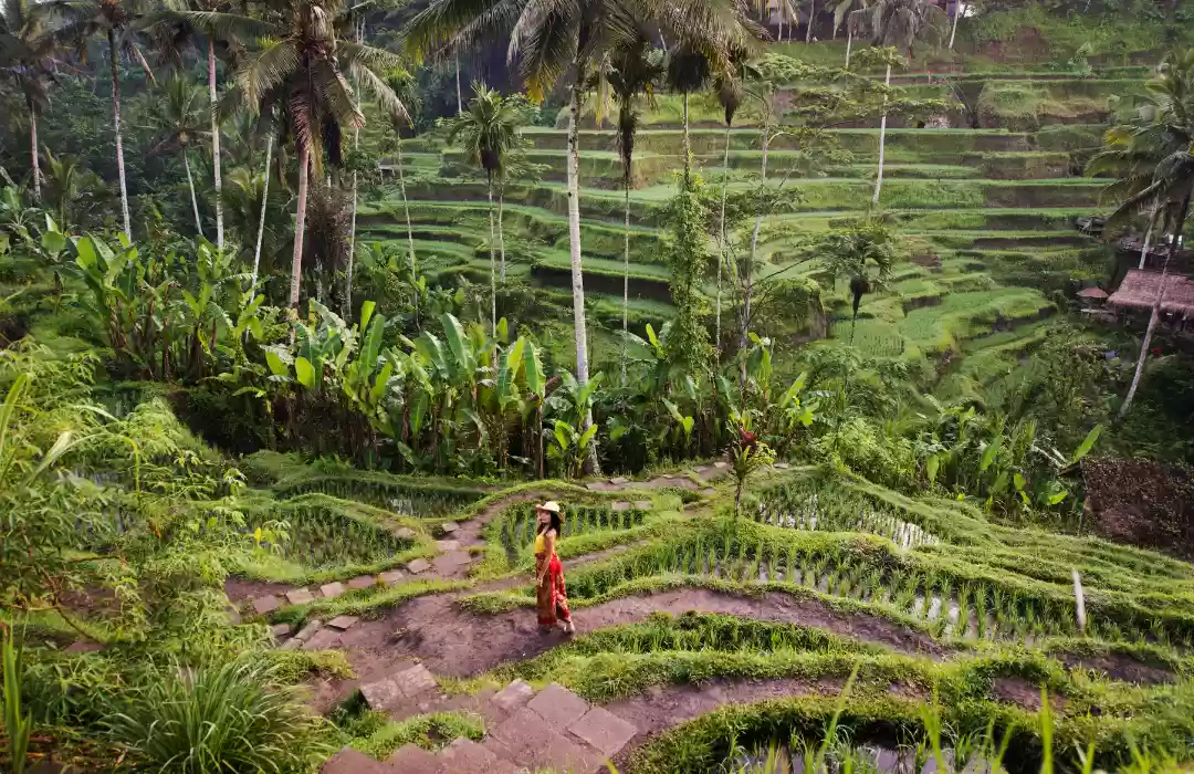 Tegalalang Rice Terraces - A Green Masterpiece
