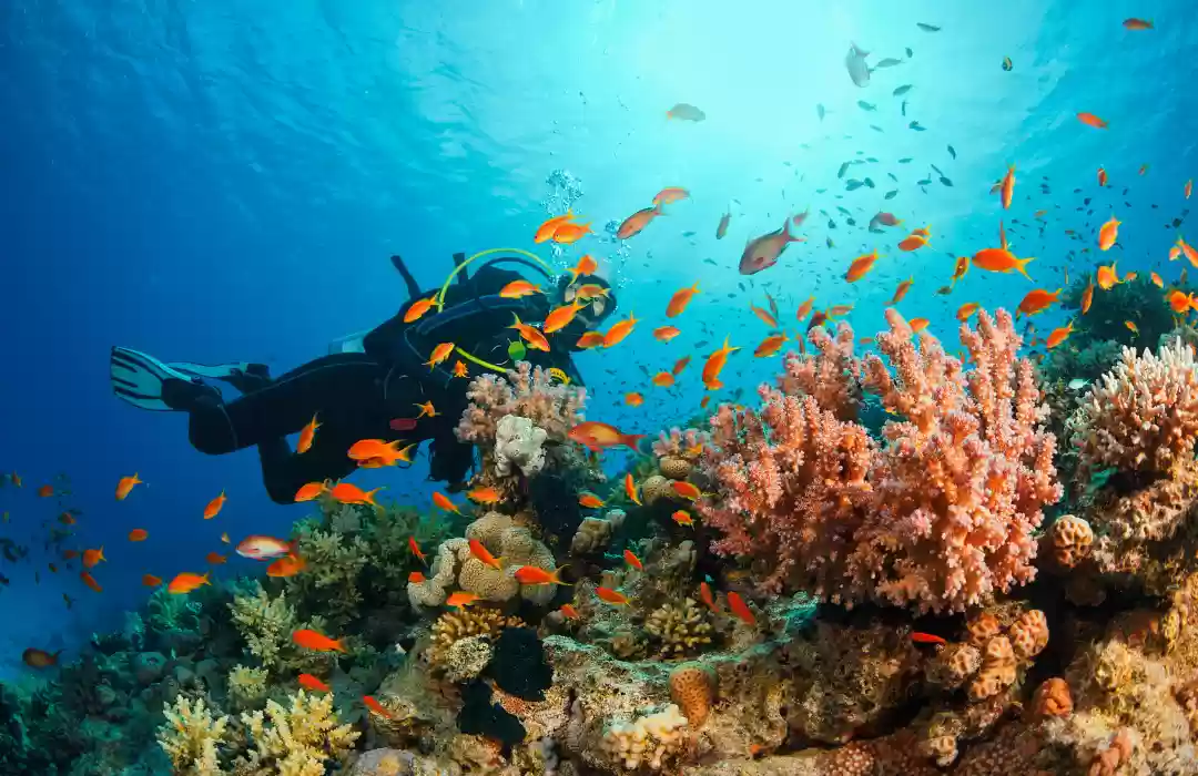 Visit Bali’s Underwater World