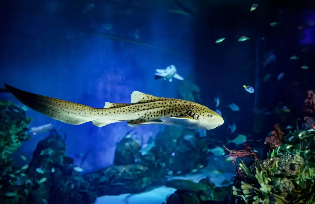 The Grand Aquarium