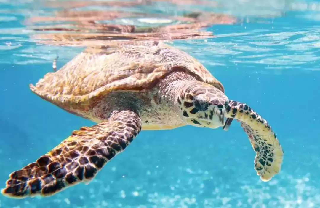 Turtle Sanctuary